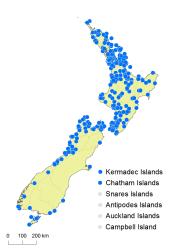 Asplenium polyodon distribution map based on databased records at AK, CHR, OTA & WELT.
 Image: K. Boardman © Landcare Research 2017 CC BY 3.0 NZ